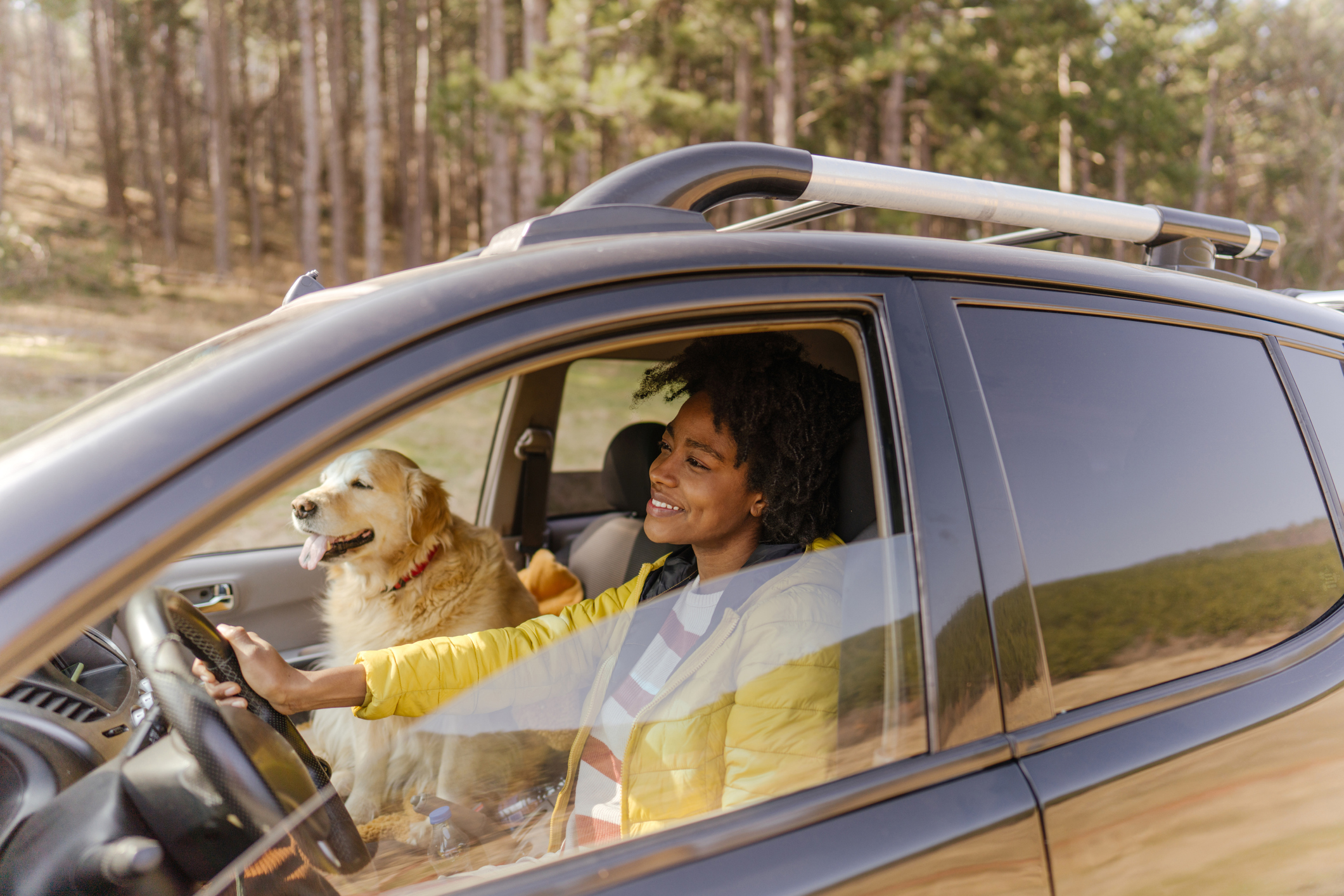 Hund im Auto transportieren: korrekte Sicherung